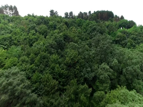AERIAL Beautiful forest Stock Footage 75315016