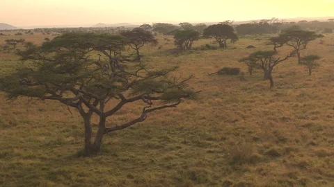 AERIAL: Beautiful Serengeti plains and savanna in misty golden light morning Stock Footage