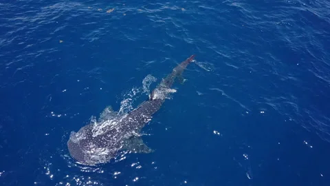 Aerial: Beautiful Shot Of Patterned Whale Shark On Sunny Day, Drone Flying Stock Footage 166276834