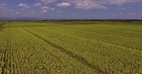Aerial, beautiful sunflower fields by day 스톡 동영상 79286622