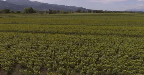 Aerial, beautiful sunflower fields by day Stock-Footage 80599716