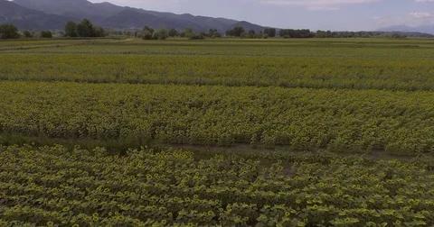 Aerial, beautiful sunflower fields by day 動画素材 81785344