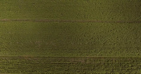 Aerial, beautiful sunflower fields by day Stock Footage 82669122