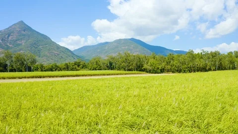 Aerial, beautiful view on sugar cane plantation in tablelands in Queensland,  Vidéo 120778341