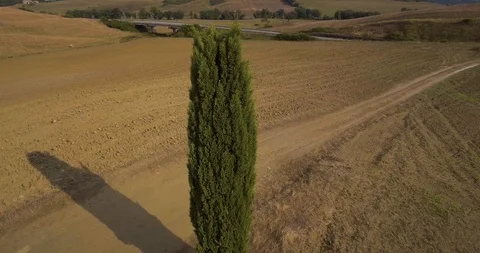 Aerial, beautiful view on tuscan fall landscape with a lonely cypress tree in Vídeo Stock 99531747
