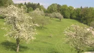 Aerial: Beautiful White Flowers On Lush Blooming Trees In Sunny Spring Stock Footage