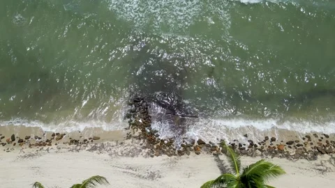 Aerial of Belize Beach – Coconut Trees, Ocean Waves, and Sandy Coastline Stock Footage 301235287