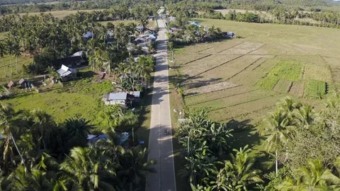 Aerial between giant palm trees, a person rides scooter along open road, Siargao Stock Footage 102870608
