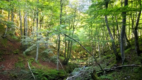 Aerial In Between trees recording of a moss Forest Fall colors. Stock Footage 140812327