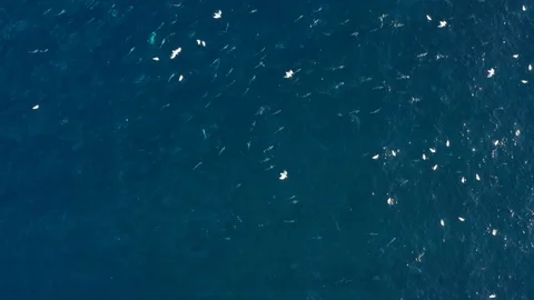 Aerial Big School of Fish swimming with Birds Stock Footage