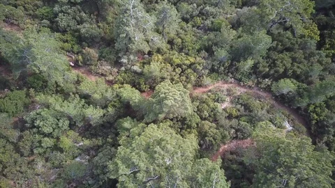 Aerial Bird Eye Mountain Biking in the Forest Vídeo Stock 118519636