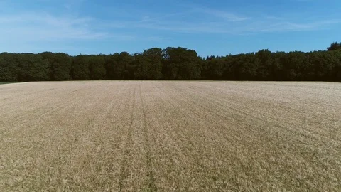 Aerial bird view common wheat field is grass widely cultivated for its seed 4k Stock Footage 82323761