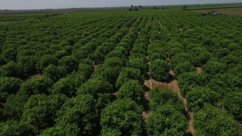 Aerial bird view drone flying fowards low over fruit orchard trees Stock Footage 80595790