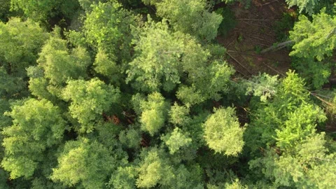 Aerial bird view flying up over beautiful temperate coniferous forest moving Stock Footage 159420352