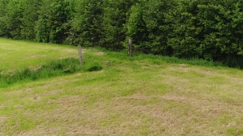 Aerial bird view flying at side of running hare moving fast over green field 4k Stock Footage 79971646