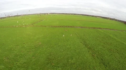 Aerial bird view flying through flock V formation geese goose flocking 4k Stock Footage 58775592