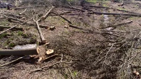 Aerial bird view looking down drone moving backwards showing and dead forest 4k Stock Footage 78066715
