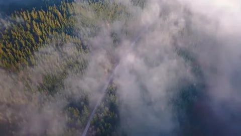 Aerial bird view of Misty forest road in wild nature in beautiful autumn morning Stock Footage 169313530