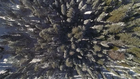Aerial birds eye flying over forest in winter with road, truck, and house below. 库存影片 103131453