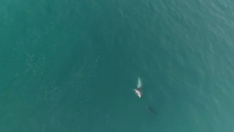 Aerial birds eye view of dolphins swimmi... | Stock Video | Pond5