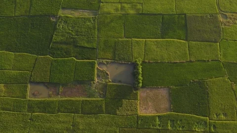 Aerial Birds Eye View Of Patchwork Green Fields In Rural Countryside In Stock Footage 227723104
