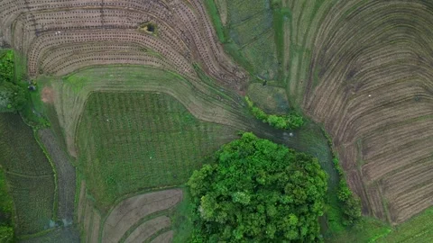 Aerial Bird's Eye View of Patchwork Rice Fields and Farmland Patterns in Stock Footage 332445232