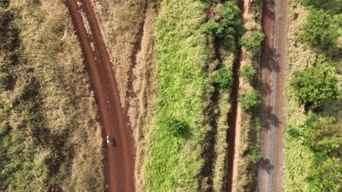 Aerial Birds Eye View Tracking A German Short Haired Pointer Dog Running Stock Footage 239718532