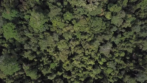 Aerial bird's eye view tree tops Berbak National park forest Sumatra Stock Footage 230232256