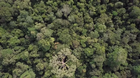Aerial bird's eye view tree tops Berbak National park forest Sumatra Stock Footage 230232298
