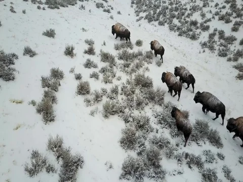 Aerial bison winter wildlife USA Stock Footage