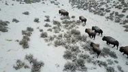 Aerial Bison Winter Wildlife Usa Stock Footage