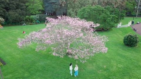 Aerial: Blossoming cherry tree in Albert park, Auckland, New Zealand 動画素材 162814023