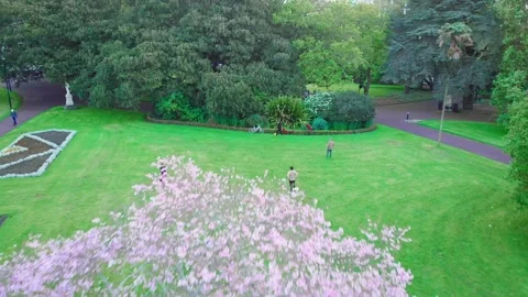 Aerial: Blossoming cherry tree in Albert park, Auckland, New Zealand Stock-Footage 162814148