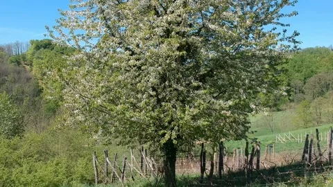 Aerial bottom to up apple tree Stock Footage 88823412