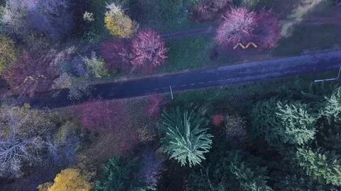 Aerial breathtaking view of an empty rural road in autumn surrounded by pine Stock Footage 129189063