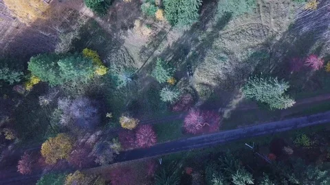 Aerial breathtaking view of an empty rural road in autumn surrounded by pine Video stock 129189257