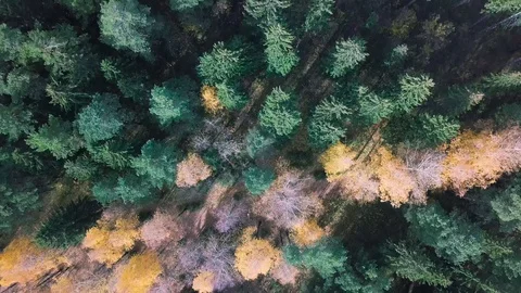 Aerial breathtaking view of an empty rural road in autumn surrounded by pine Stock-Footage 129240944