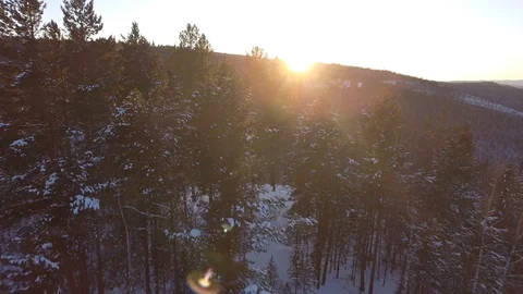 Aerial Bright warm sun tree Christmas pine field Winter snow Taiga Russia Aerial Stock Footage 87928239