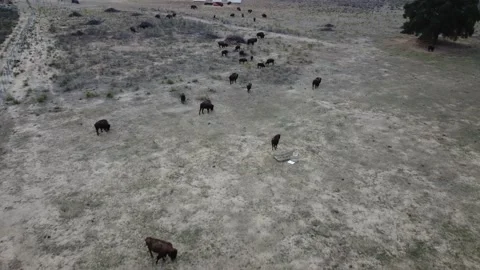 Aerial of Buffalo herd running Stock Footage 166133768