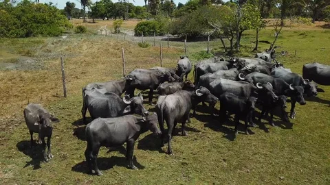 Aerial buffalo at mangrove Brazil Stock Footage