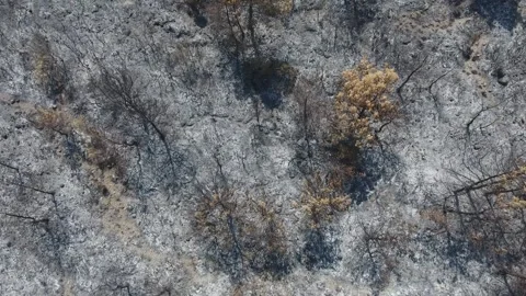 Aerial burned forest after wildfire shows charred trees - Environmental Damage Stock Footage 339753611