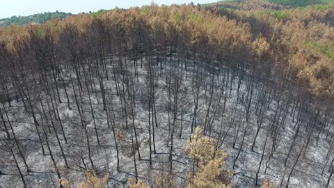 Aerial burned forest after wildfire - Scorched Landscape and Environmental Loss Stock Footage 339754035