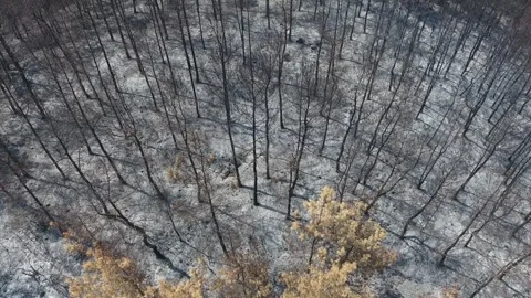 Aerial burned forest after wildfire shows charred trees - Disaster Aftermath Stock Footage 339754083