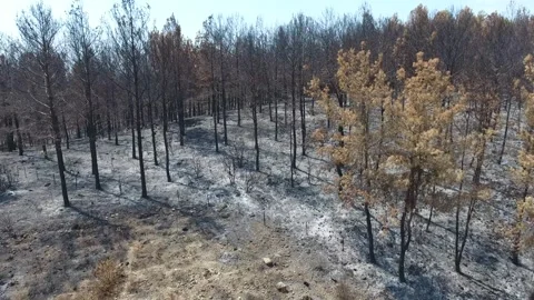 Aerial burned forest after wildfire - Environmental Damage and Disaster Ecology Stock Footage 339754091