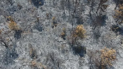 Aerial burned forest after wildfire - Environmental Damage and Natural Disaster Stock Footage 339754164