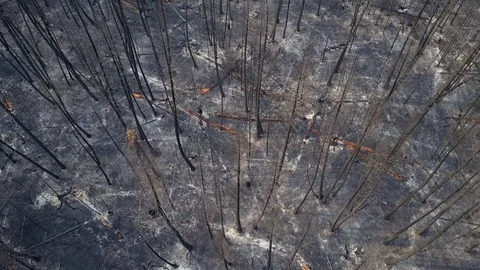 Aerial of Burned Forest Stock Footage 114824407