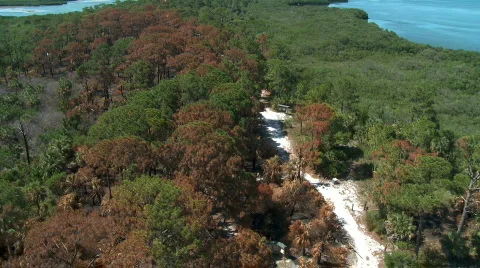 Aerial Burned Trees Video stock 737981