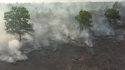 Aerial of Burning Peat Between Trees, Indonesia Video stock 142508694