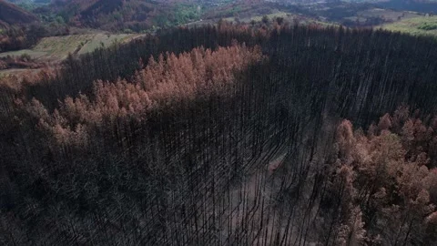 Aerial of burnt trees because of the fire. Stock Footage 164880570