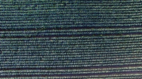 Aerial Of Cabbage Fields Overhead Shot Stock Footage 73068201